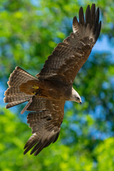 Aigle en vol les ailes déployée vue dessous