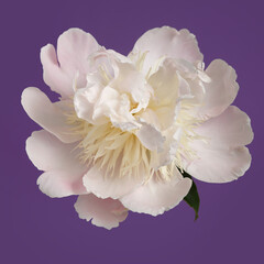 Delicate light pink peony flower isolated on purple background.