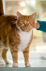 Domestic ginger cat