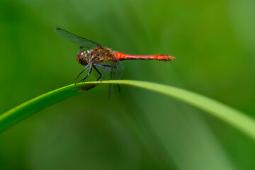 Libellule posée sur une branche verte dans la nature