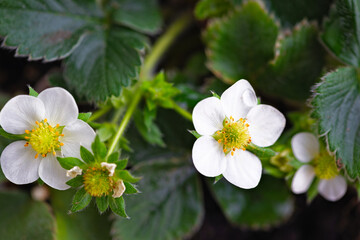 Strawberry plant with blooming flowers in the vegetable and soft fruit garden.