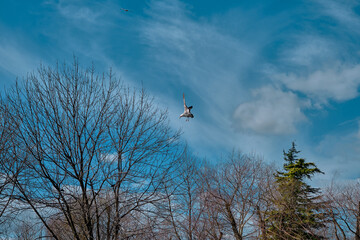 A single seagull is freely flying on bird and open sky. Seagull are just landing together with dried tree and open blue sky and white cloud background.