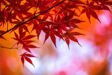 紅葉　秋のイメージ