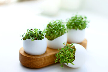 Obraz na płótnie Canvas Fresh sprouted green sprouts. Green cress salad in eggshell. Fresh greens. Green sprouts. Preparing for Easter. Easter decoration for table setting.
