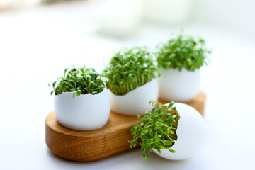 Fresh sprouted green sprouts. Green cress salad in eggshell. Fresh greens. Green sprouts. Preparing for Easter. Easter decoration for table setting.