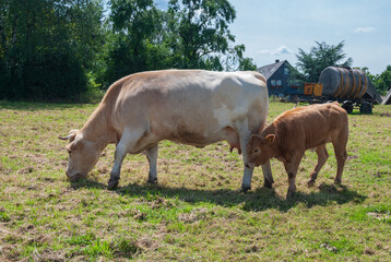 Obraz premium beige Kuh mit braunem Kalb auf einer kleinen Weide mitten im Ruhrgebiet, ländliches Idyll im Ballungsgebiet