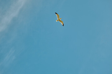 A single birds and seagull is freely flying on bird and open sky