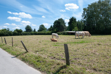 kleine wei&szlig;e Rinderherde auf einer Wiese zum weiden an einem sonnigen Tag