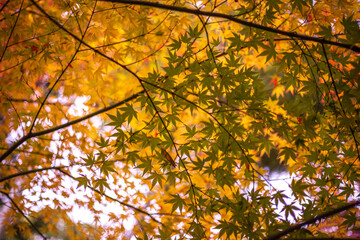 紅葉　秋のイメージ