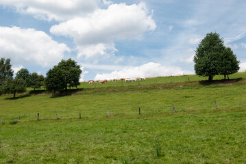 bergig ansteigende Weide mit kleiner Viehherde vor himmelblauer Kulisse mit dicken Wattewolken
