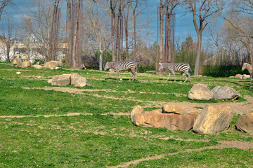 Natural habitat of ostriches in zoo park covered by green grass and dried and withered trees in wither together with wall made of stones.