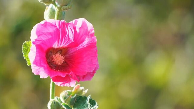Pink flower mallow or malva swinging in the wind