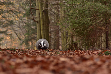 Cute badger in the forest 