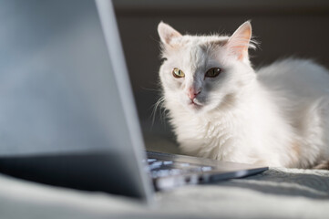White cat sits at a laptop on the bed.