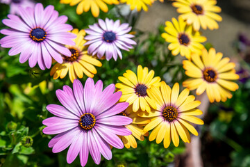 デイジーの花　春のイメージ