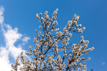 Almonds blossom Spain