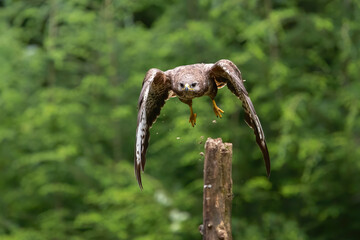 Common Buzzard (Buteo buteo) flying in the forest of Noord Brabant in the Netherlands.  Green forest background