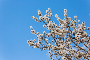 Almonds blossom Spain