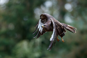 Common Buzzard (Buteo buteo) flying in the forest of Noord Brabant in the Netherlands.  Green forest background