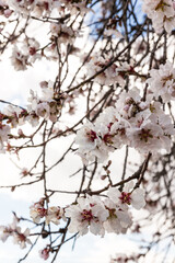 Almonds blossom Spain