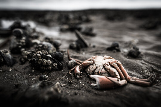 Dead crab on a mussel bed on Sylt island Germany on a dark sad cloudy day