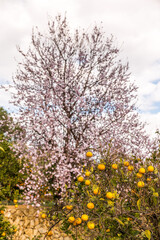 Fototapeta na wymiar Almonds blossom Spain