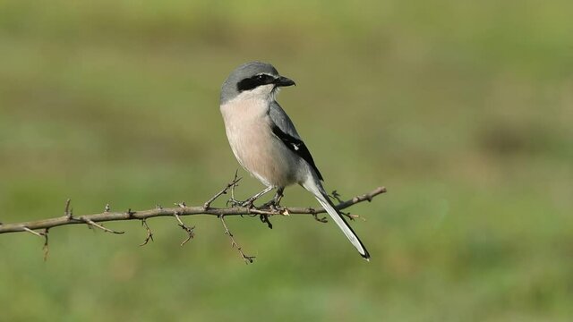 Southern grey shrike with first light of day on one of your favorite perches