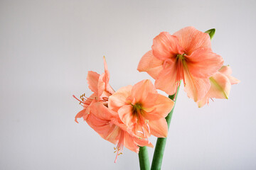 Pink amaryllis flowers against a grey background