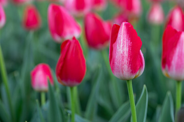 チューリップの花　春のイメージ