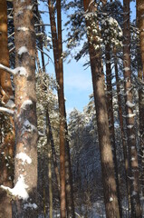 forest in winter