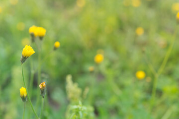 Fototapeta premium herbs with sun rays close up