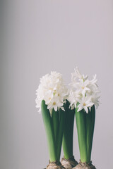 white Hyacinthe buds sprouting out of the ground in early spring, end of winter before. floral spring background. place for text