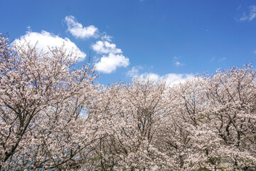 桜の花　春のイメージ