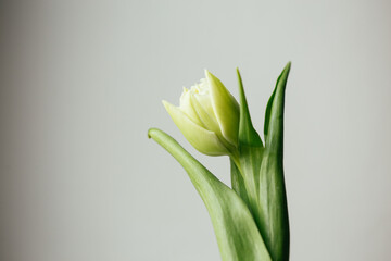 white tulip bouquet on white background. spring flowers