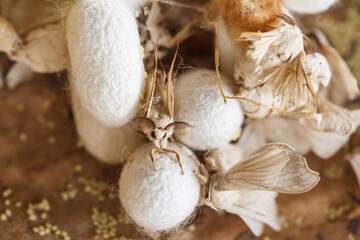 Silkworm cocoon and silkworm moth