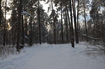 snow covered trees