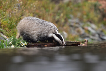 Cute badger in the water 