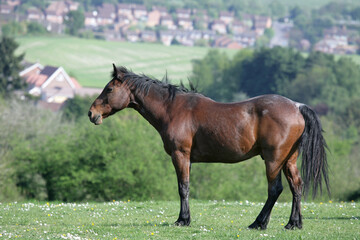 Fototapeta premium Horses