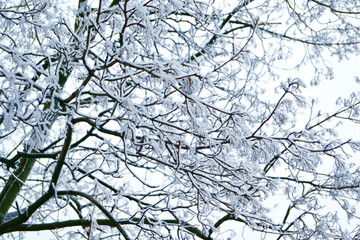 winter, tree, snow, nature