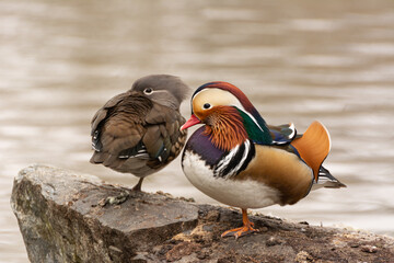 Cute male and female mandarin ducks (Aix galericulata) in love sitting together on a rock in a pond