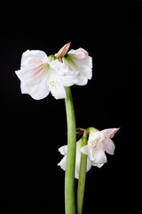 Wilted white amaryllis flowers on a black background, denoting mortality and transience