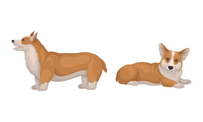 Welsh Corgi Dog with Short Legs in Different Poses Vector Set