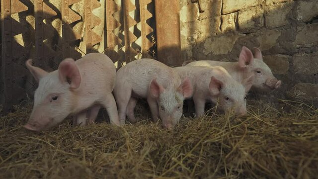 Baby pigs. Little pink pigs on a farm. Young piglets in the farmyard are sniffing. Pig breeding.