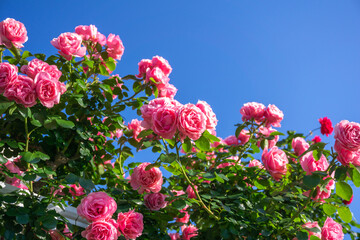 Obraz premium バラの花 屋外撮影