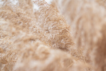 Close-up pampas grass (Cortaderia selloana), reed. Abstract natural background. Beautiful pattern...