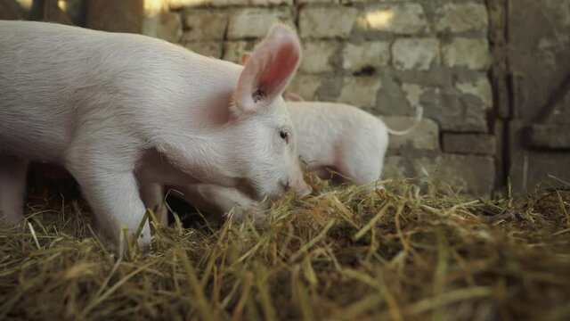 Hungry animals in the pigsty. Piglets. Pink piglets rummage through the straw in search of food. Baby pigs inside the pigpen. Domestic animal.