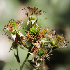 
Young green blackberries. Not ripe yet