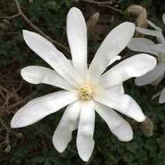 Obraz premium A closeup of a white star magnolia flower. Growing on a shrub