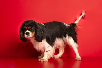 King Charles Spaniel on red  background