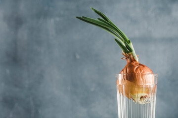Sprouted onions grown in a glass of water at home with a light background with a copy space for text close-up. Raw food, eco-friendly product.